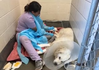 Illustration de l'article : Amput&eacute; apr&egrave;s avoir &eacute;t&eacute; tra&icirc;n&eacute; sur le bitume, ce Patou utilise maintenant son handicap pour r&eacute;conforter les enfants malades