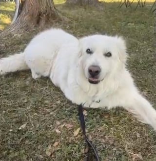 Illustration de l'article : Amput&eacute; apr&egrave;s avoir &eacute;t&eacute; tra&icirc;n&eacute; sur le bitume, ce Patou utilise maintenant son handicap pour r&eacute;conforter les enfants malades