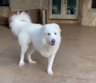 Illustration de l'article : Amput&eacute; apr&egrave;s avoir &eacute;t&eacute; tra&icirc;n&eacute; sur le bitume, ce Patou utilise maintenant son handicap pour r&eacute;conforter les enfants malades