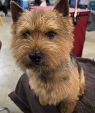 Illustration de l'article : Il ne restait que 10 minutes de batterie, mais ce drone rep&egrave;re in extremis ce chien de concours disparu dans un champ de boubous