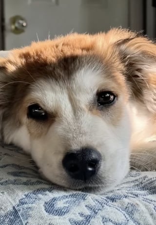 Illustration de l'article : Autrefois abandonn&eacute; sur un parking, ce chien d&eacute;couvre la magie de l&rsquo;hiver et savoure le bonheur d&rsquo;&ecirc;tre enfin aim&eacute; (vid&eacute;o)