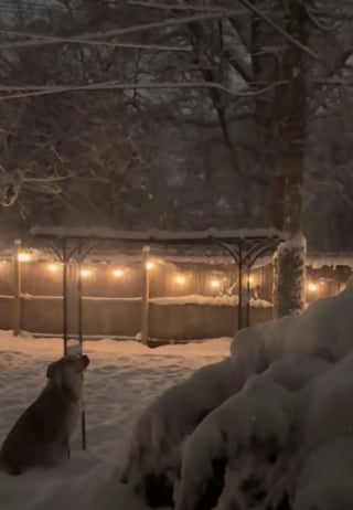 Illustration de l'article : Autrefois abandonn&eacute; sur un parking, ce chien d&eacute;couvre la magie de l&rsquo;hiver et savoure le bonheur d&rsquo;&ecirc;tre enfin aim&eacute; (vid&eacute;o)