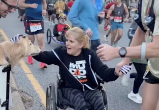 Illustration de l'article : Gr&acirc;ce &agrave; 2 adorables Golden Retrievers, les coureurs &eacute;puis&eacute;s d&rsquo;un marathon trouvent un regain de motivation (vid&eacute;o)