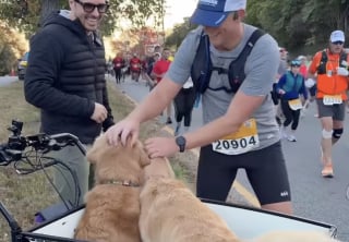 Illustration de l'article : Gr&acirc;ce &agrave; 2 adorables Golden Retrievers, les coureurs &eacute;puis&eacute;s d&rsquo;un marathon trouvent un regain de motivation (vid&eacute;o)