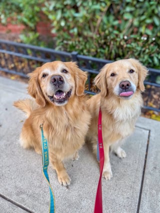 Illustration de l'article : Gr&acirc;ce &agrave; 2 adorables Golden Retrievers, les coureurs &eacute;puis&eacute;s d&rsquo;un marathon trouvent un regain de motivation (vid&eacute;o)
