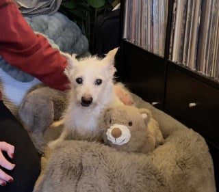 Illustration de l'article : Après une transition difficile dans une famille d'accueil, un chien senior retrouve son calme grâce à un compagnon inattendu (vidéo)