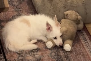 Illustration de l'article : Après une transition difficile dans une famille d'accueil, un chien senior retrouve son calme grâce à un compagnon inattendu (vidéo)