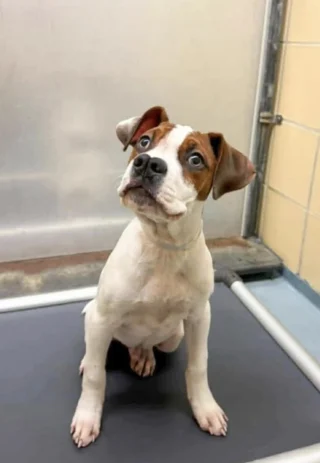 Illustration de l'article : Un chiot observe ses fr&egrave;res partir du refuge, les b&eacute;n&eacute;voles se demandent s&rsquo;il est ignor&eacute; &agrave; cause de son nez &agrave; la forme singuli&egrave;re