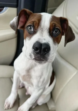 Illustration de l'article : Un chiot observe ses fr&egrave;res partir du refuge, les b&eacute;n&eacute;voles se demandent s&rsquo;il est ignor&eacute; &agrave; cause de son nez &agrave; la forme singuli&egrave;re