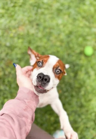 Illustration de l'article : Un chiot observe ses fr&egrave;res partir du refuge, les b&eacute;n&eacute;voles se demandent s&rsquo;il est ignor&eacute; &agrave; cause de son nez &agrave; la forme singuli&egrave;re