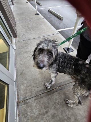 Illustration de l'article : Ignor&eacute; pendant des ann&eacute;es, ce chien errant avec de nombreux probl&egrave;mes de sant&eacute; est heureux d'&ecirc;tre enfin le centre de l'attention