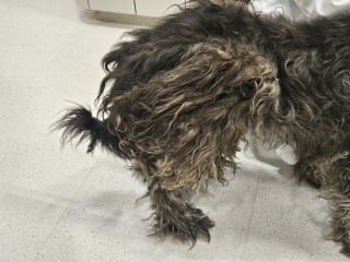 Illustration de l'article : Ignor&eacute; pendant des ann&eacute;es, ce chien errant avec de nombreux probl&egrave;mes de sant&eacute; est heureux d'&ecirc;tre enfin le centre de l'attention