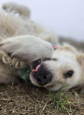 Illustration de l'article : En &eacute;tat de choc et percut&eacute;e par une voiture, une chienne trouve la force de remuer la queue pour ses sauveurs