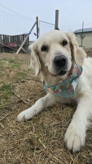 Illustration de l'article : En &eacute;tat de choc et percut&eacute;e par une voiture, une chienne trouve la force de remuer la queue pour ses sauveurs