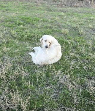 Illustration de l'article : En &eacute;tat de choc et percut&eacute;e par une voiture, une chienne trouve la force de remuer la queue pour ses sauveurs