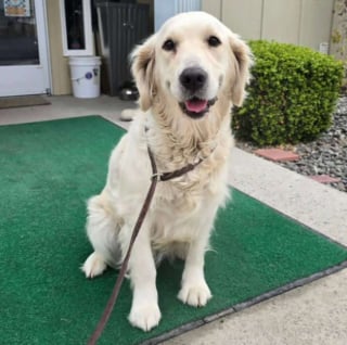 Illustration de l'article : En &eacute;tat de choc et percut&eacute;e par une voiture, une chienne trouve la force de remuer la queue pour ses sauveurs
