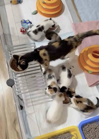 Illustration de l'article : &Eacute;puis&eacute;e par les 6 petites bouches &agrave; nourrir seule, cette jeune chatte apprend &agrave; se d&eacute;tendre et retrouve m&ecirc;me son &acirc;me de chaton