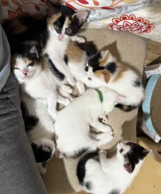 Illustration de l'article : &Eacute;puis&eacute;e par les 6 petites bouches &agrave; nourrir seule, cette jeune chatte apprend &agrave; se d&eacute;tendre et retrouve m&ecirc;me son &acirc;me de chaton