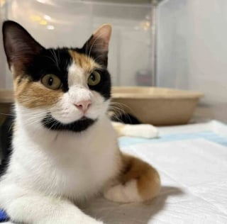 Illustration de l'article : &Eacute;puis&eacute;e par les 6 petites bouches &agrave; nourrir seule, cette jeune chatte apprend &agrave; se d&eacute;tendre et retrouve m&ecirc;me son &acirc;me de chaton