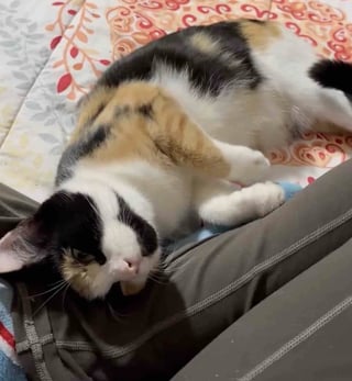 Illustration de l'article : &Eacute;puis&eacute;e par les 6 petites bouches &agrave; nourrir seule, cette jeune chatte apprend &agrave; se d&eacute;tendre et retrouve m&ecirc;me son &acirc;me de chaton