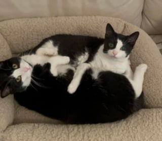 Illustration de l'article : Apr&egrave;s la perte de sa fille, une chatte &agrave; la long&eacute;vit&eacute; exceptionnelle &eacute;l&egrave;ve son petit-fils avec tout l'amour d'une mamie et vit une seconde jeunesse &agrave; ses c&ocirc;t&eacute;s (vid&eacute;o)