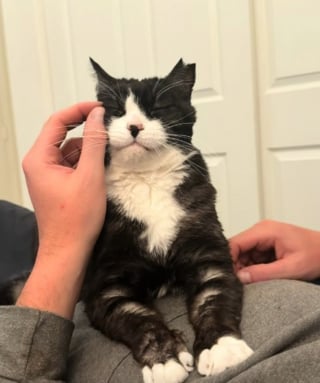 Illustration de l'article : Elle teste son pr&eacute;tendant sur une application de rencontre avec la photo d'un chat trouv&eacute; dans une benne, sa r&eacute;ponse imm&eacute;diate la bouleverse