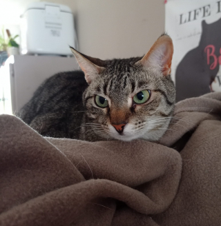 Illustration de l'article : Invisible aux yeux des adoptants, la douce Yoko attend depuis trop longtemps une famille capable de voir son grand cœur (vidéo)