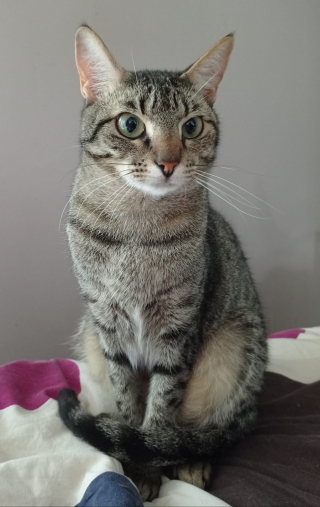 Illustration de l'article : Invisible aux yeux des adoptants, la douce Yoko attend depuis trop longtemps une famille capable de voir son grand cœur (vidéo)