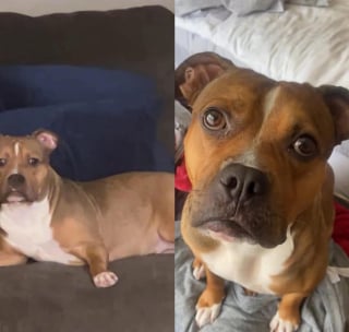 Illustration de l'article : Un drone immortalise le moment poignant o&ugrave; une chienne introuvable depuis 9 jours l&egrave;ve la t&ecirc;te en entendant son nom (vid&eacute;o)