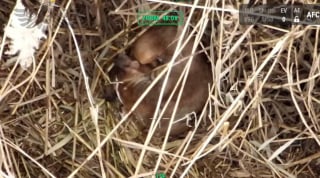 Illustration de l'article : Un drone immortalise le moment poignant o&ugrave; une chienne introuvable depuis 9 jours l&egrave;ve la t&ecirc;te en entendant son nom (vid&eacute;o)