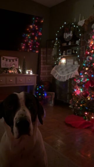 Illustration de l'article : À 5 ans, il vend du chocolat chaud et récolte une somme folle pour offrir la liberté aux chiens du refuge