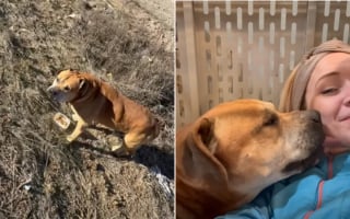 Illustration de l'article : Apr&egrave;s 2 ans &agrave; survivre dans une d&eacute;charge, ce chien laisse &eacute;clater sa joie en d&eacute;couvrant sa nouvelle vie (vid&eacute;o)
