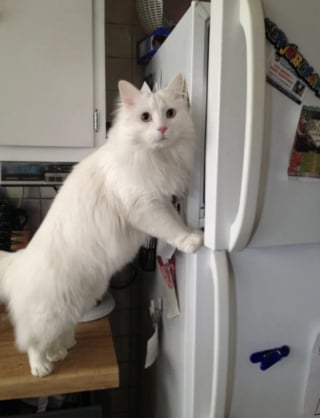 Illustration de l'article : 15 photos amusantes de chats et de chiens pris en flagrant d&eacute;lit de b&ecirc;tise