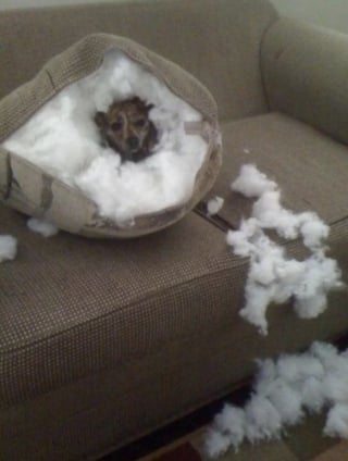 Illustration de l'article : 15 photos amusantes de chats et de chiens pris en flagrant d&eacute;lit de b&ecirc;tise