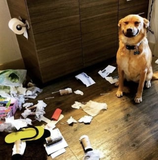 Illustration de l'article : 15 photos amusantes de chats et de chiens pris en flagrant d&eacute;lit de b&ecirc;tise