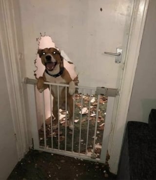 Illustration de l'article : 15 photos amusantes de chats et de chiens pris en flagrant d&eacute;lit de b&ecirc;tise