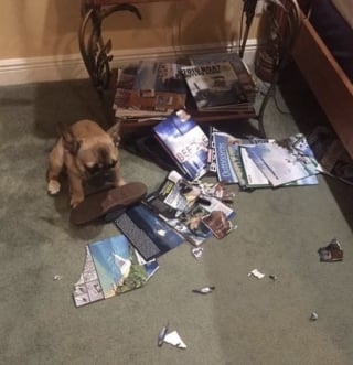 Illustration de l'article : 15 photos amusantes de chats et de chiens pris en flagrant d&eacute;lit de b&ecirc;tise