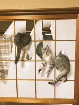 Illustration de l'article : 15 photos amusantes de chats et de chiens pris en flagrant d&eacute;lit de b&ecirc;tise