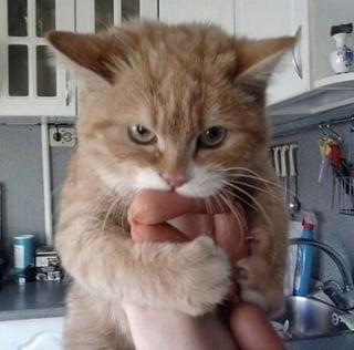 Illustration de l'article : 15 photos amusantes de chats et de chiens pris en flagrant d&eacute;lit de b&ecirc;tise