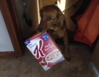 Illustration de l'article : 15 photos amusantes de chats et de chiens pris en flagrant d&eacute;lit de b&ecirc;tise