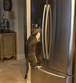 Illustration de l'article : 15 photos amusantes de chats et de chiens pris en flagrant d&eacute;lit de b&ecirc;tise