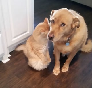 Illustration de l'article : 15 photos amusantes de chats et de chiens pris en flagrant d&eacute;lit de b&ecirc;tise