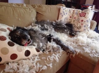 Illustration de l'article : 15 photos amusantes de chats et de chiens pris en flagrant d&eacute;lit de b&ecirc;tise