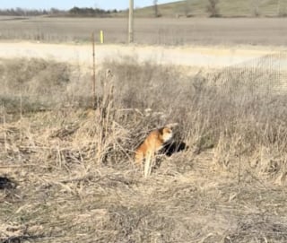 Illustration de l'article : Apr&egrave;s 2 ans &agrave; survivre dans une d&eacute;charge, ce chien laisse &eacute;clater sa joie en d&eacute;couvrant sa nouvelle vie (vid&eacute;o)