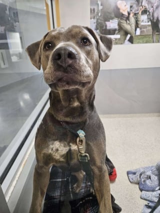 Illustration de l'article : B&eacute;n&eacute;vole &agrave; 9 ans, ce petit gar&ccedil;on a l'habitude de lire des livres aux chiens d'un refuge pour les apaiser