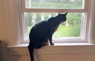 Illustration de l'article : Un chat miaule sans rel&acirc;che &agrave; la fen&ecirc;tre, d&eacute;clenchant un sauvetage qui changera sa vie et celle de 2 petits cong&eacute;n&egrave;res