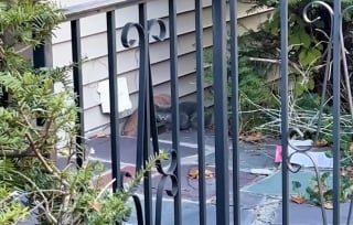 Illustration de l'article : Un chat miaule sans rel&acirc;che &agrave; la fen&ecirc;tre, d&eacute;clenchant un sauvetage qui changera sa vie et celle de 2 petits cong&eacute;n&egrave;res