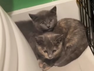 Illustration de l'article : Un chat miaule sans rel&acirc;che &agrave; la fen&ecirc;tre, d&eacute;clenchant un sauvetage qui changera sa vie et celle de 2 petits cong&eacute;n&egrave;res