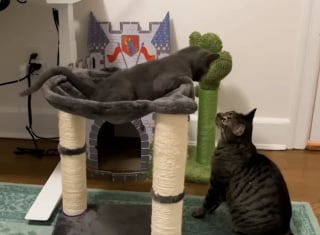 Illustration de l'article : Un chat miaule sans rel&acirc;che &agrave; la fen&ecirc;tre, d&eacute;clenchant un sauvetage qui changera sa vie et celle de 2 petits cong&eacute;n&egrave;res