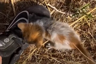 Illustration de l'article : En découvrant un chaton tombé d'une voiture et couvert de cambouis, ce couple comprend vite qu’il ne pourra plus s'en séparer (vidéo)